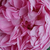 Roza - Angleška vrtnica - Charles Rennie Mackintosh